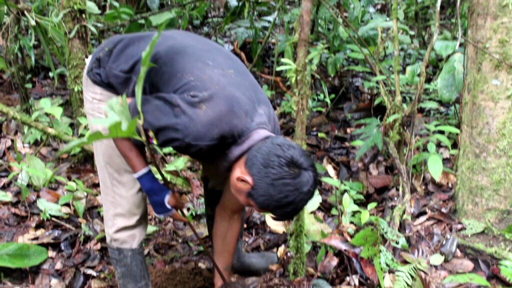 Reforesting the amazon jungle, Wisdom Forest, Tena, Ecuador ...