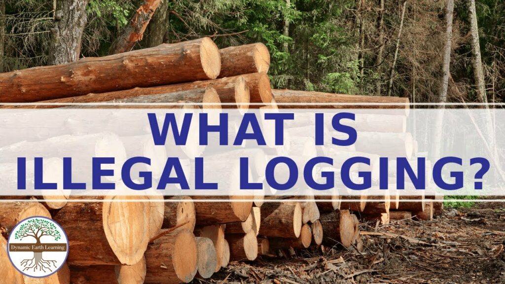 what-is-illegal-logging-why-is-illegal-logging-a-problem